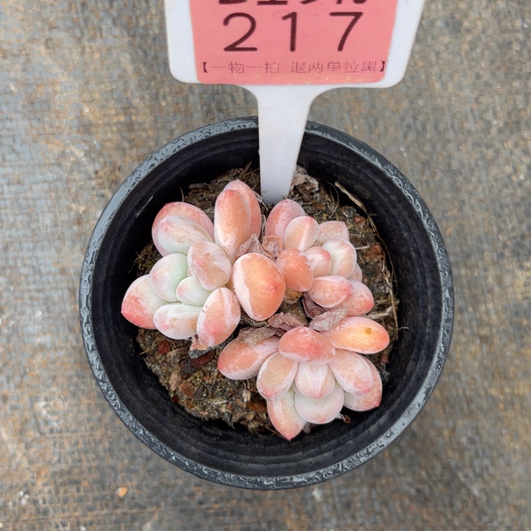 媛***~云尘多肉一物一拍217
