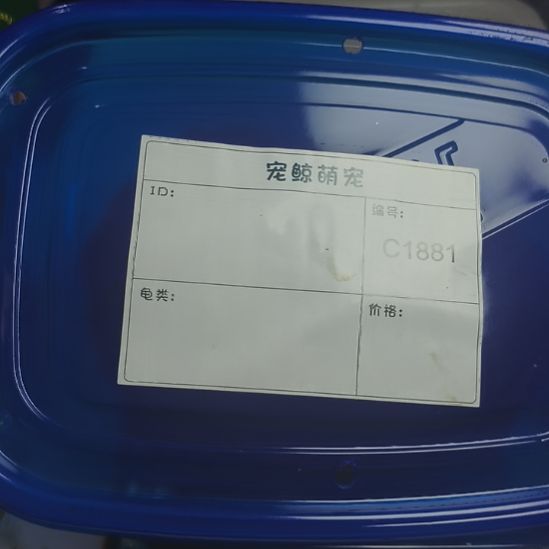 方***下绿毛龟母小青母一个