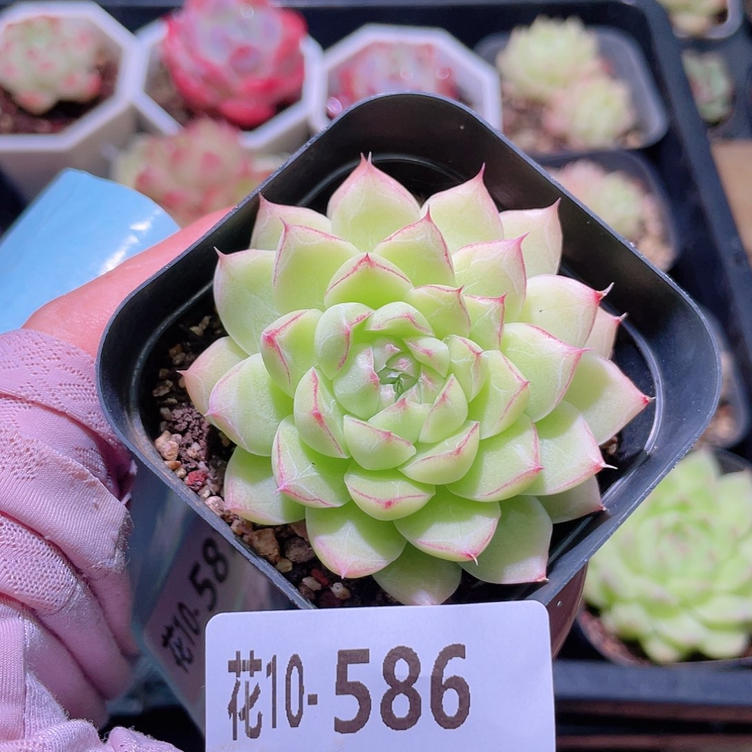 花利美10-586女王玫瑰