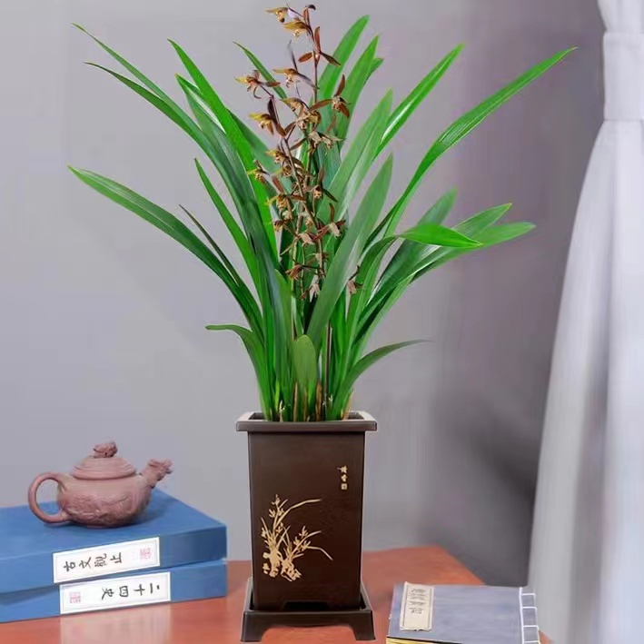 【新疆包邮】墨兰室内好养盆栽浓香型优质花卉