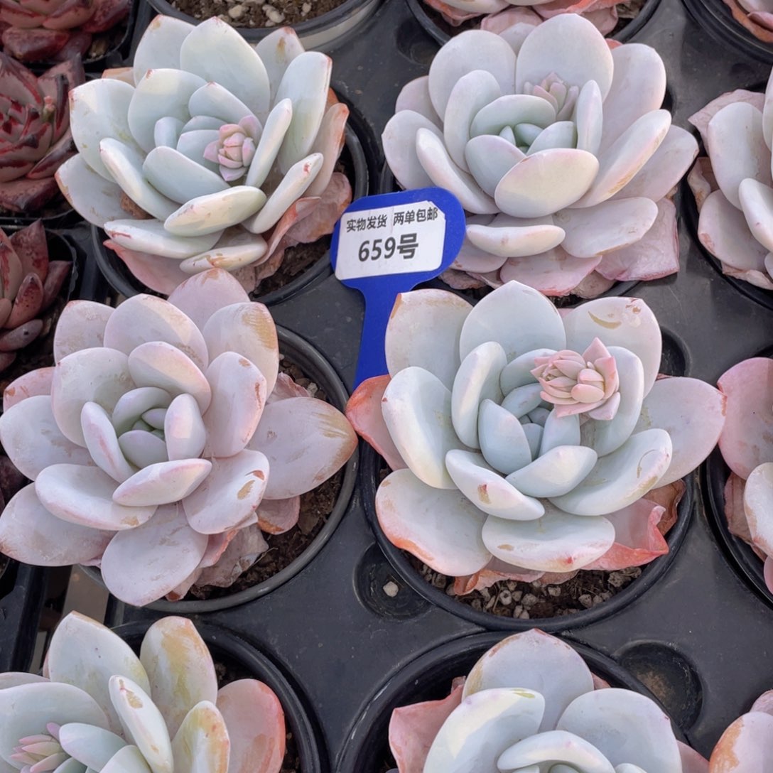 659号 全状态宽叶粉雪莲单头一个