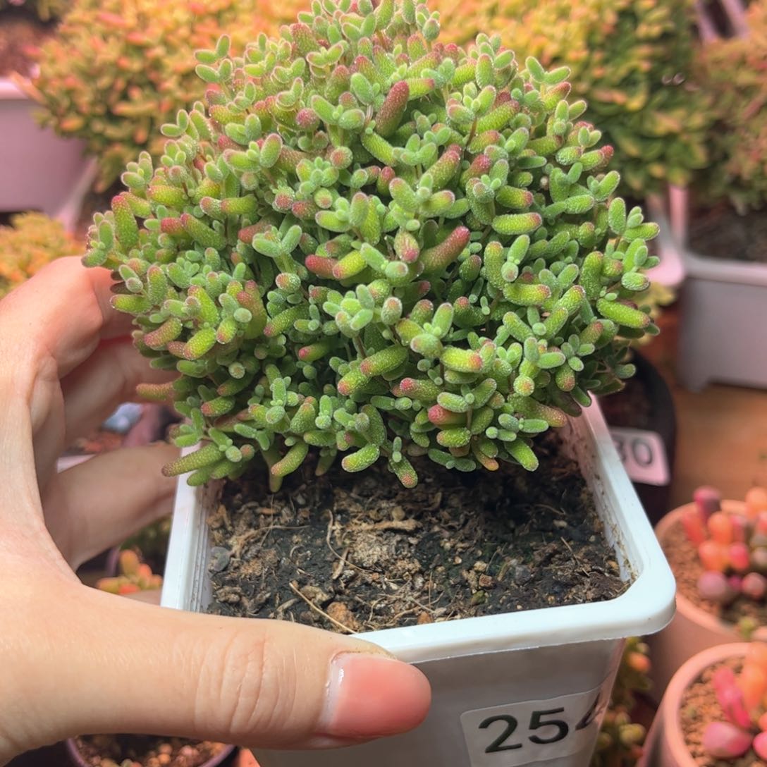 254蜜桔可爱多肉植物