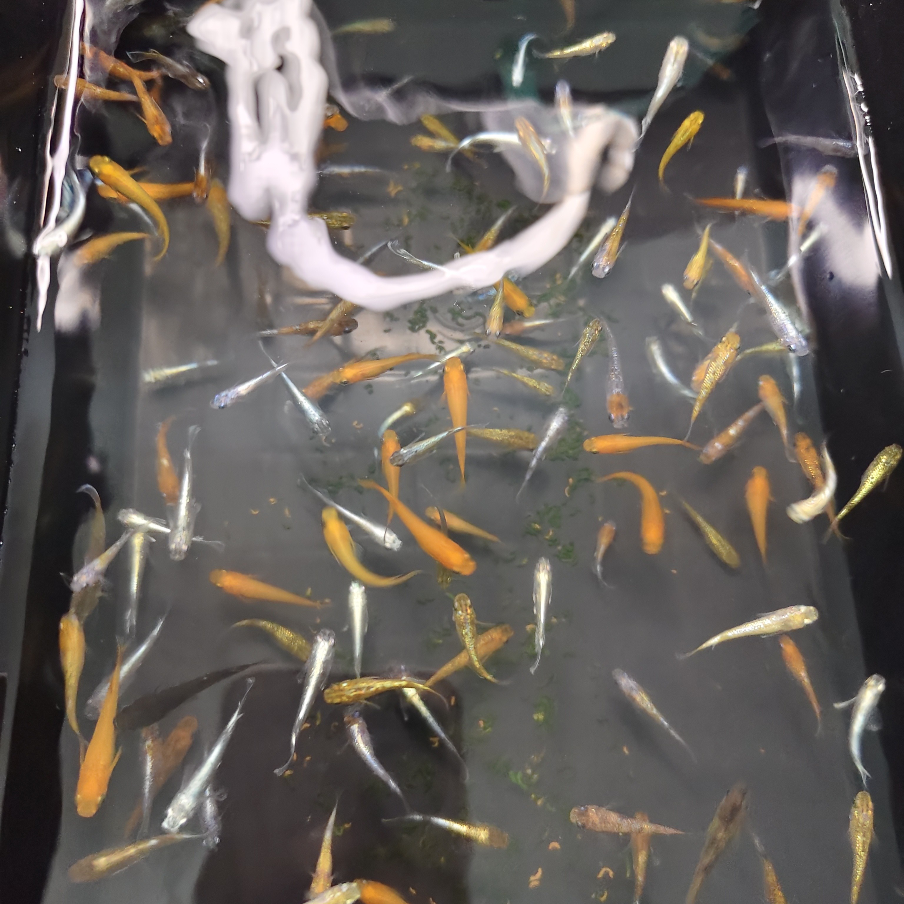 观背青鳉小型冷水观赏鱼不打氧不过滤好养活适合新手鱼观赏鱼