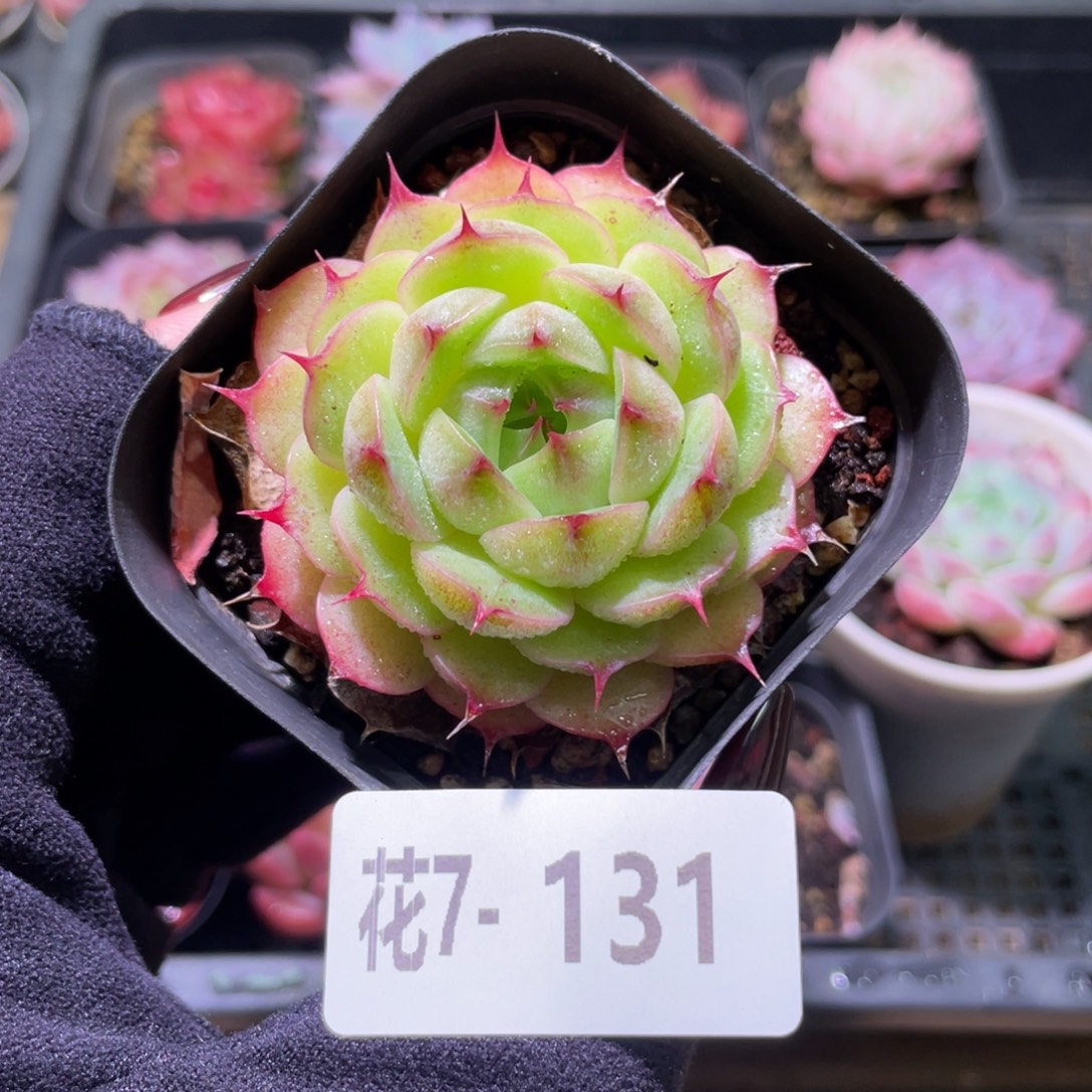 花利美7-131海王单头