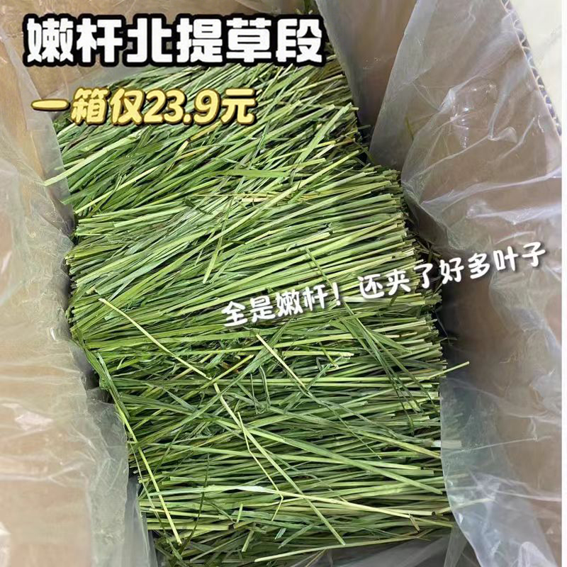 甘肃岷草优质烘干提摩西草杆兔粮豚鼠荷兰猪磨牙提摩西草干草