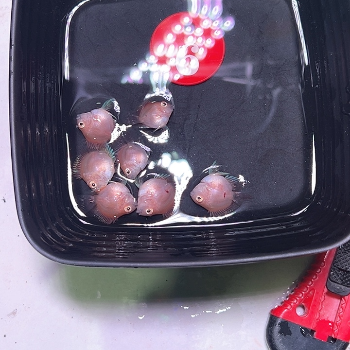 鹦鹉鱼6号，胭脂粉七条