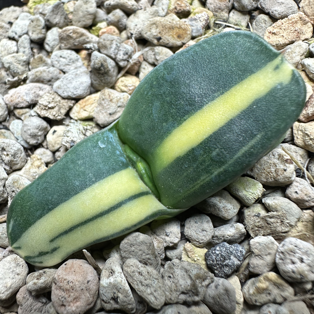 多肉植物卧牛锦实生卧牛