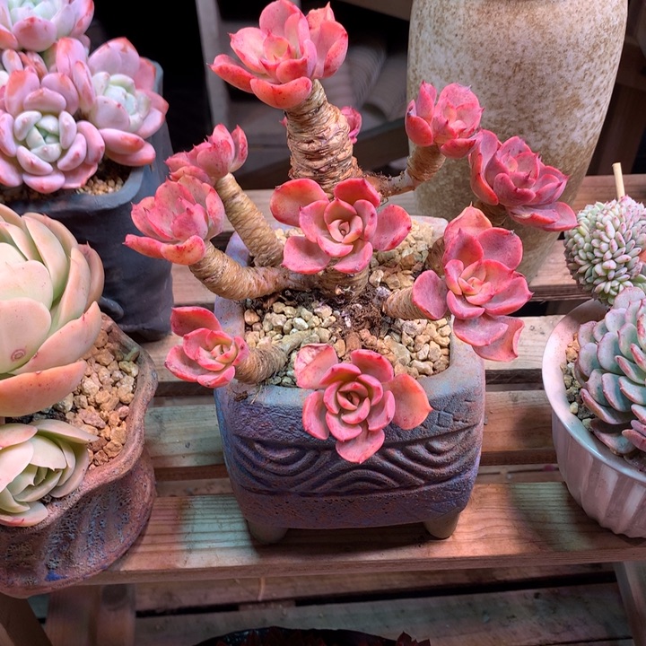 泪无恒多肉植物dfdgcvv