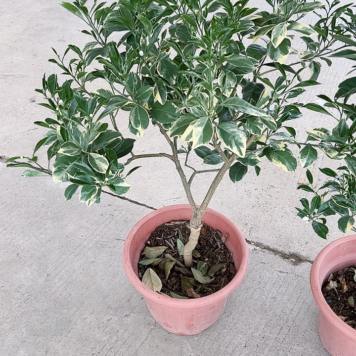 张*明1345568999999苗