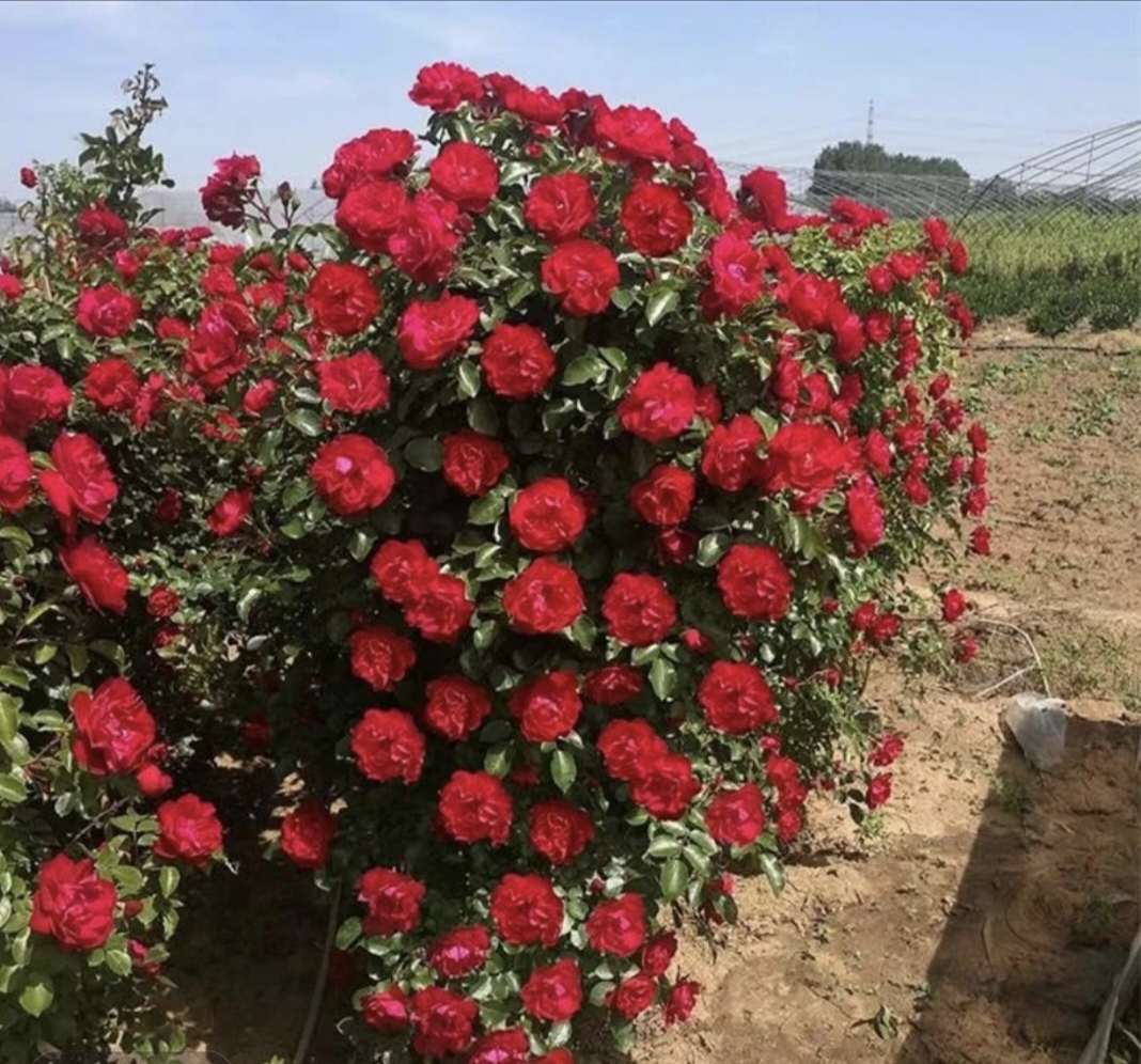 东北抗寒【鲁硕红】耐寒零下三十度蔷薇植物绿植庭院地栽四季开花