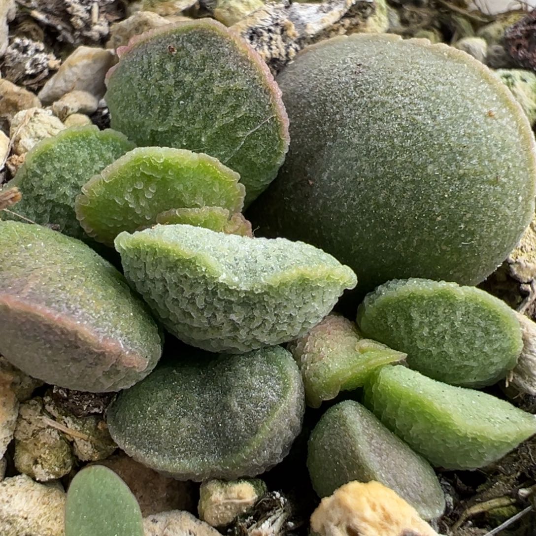 绿色系冰网纹实生大苗