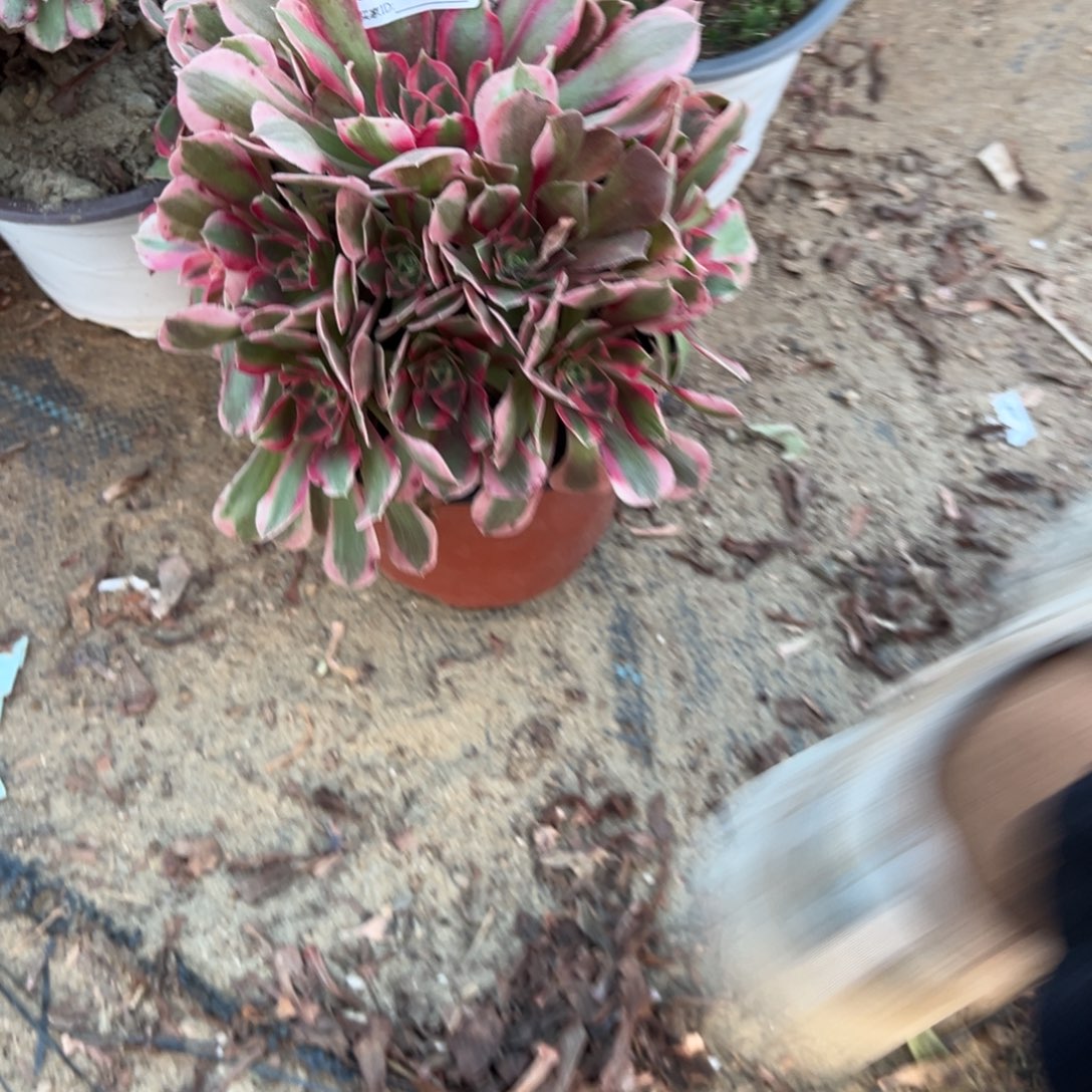 巧***巧354妖月多肉植物法师