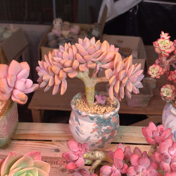 淡雪缀多肉植物shizuozuoxinxi