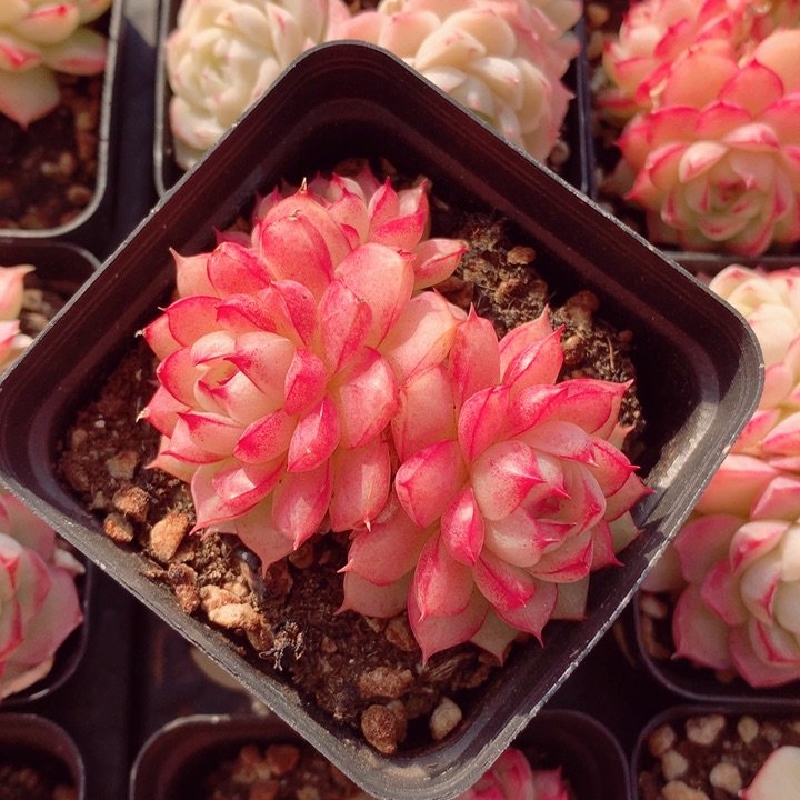 女王6cm不包整群