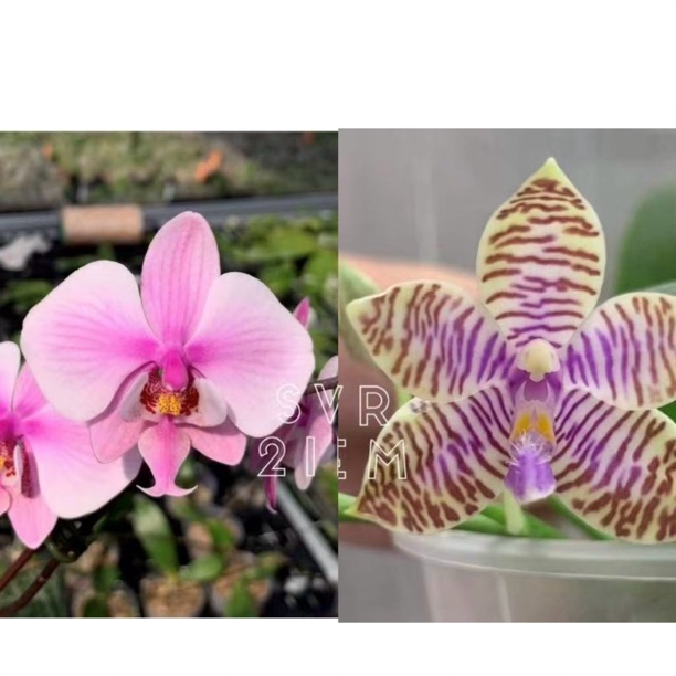 花农杰哥原生种蝴蝶兰直播用链接SWR21EM西交路德