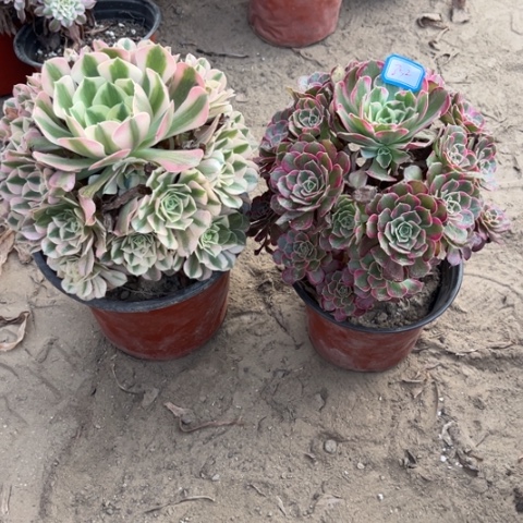 852多肉植物组合，