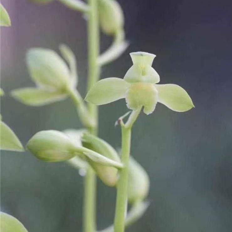 慧兰名品荷塘月色开花终身包对版放心购兰花草水晶兰兰草兰花盆栽