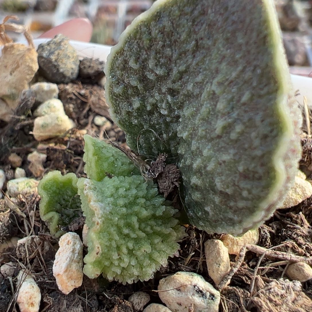 实生底叶苗纹路款多肉植物水泡
