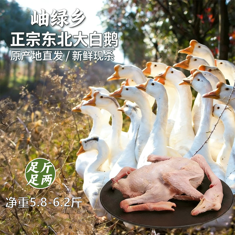 正宗东北大白鹅散养散放纯粮食喂养现杀现发