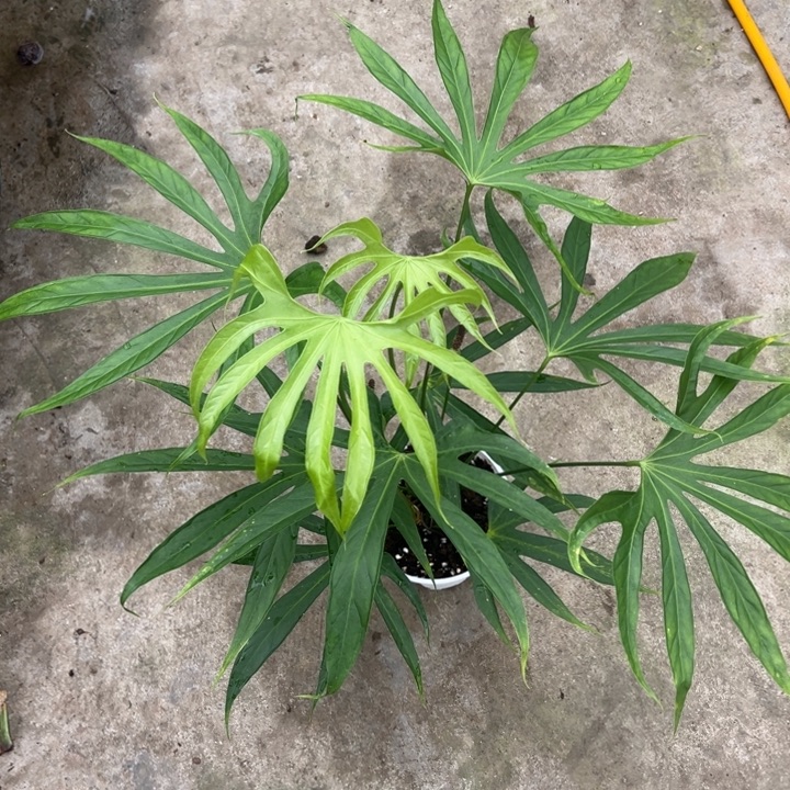不开花植物细叶掌裂