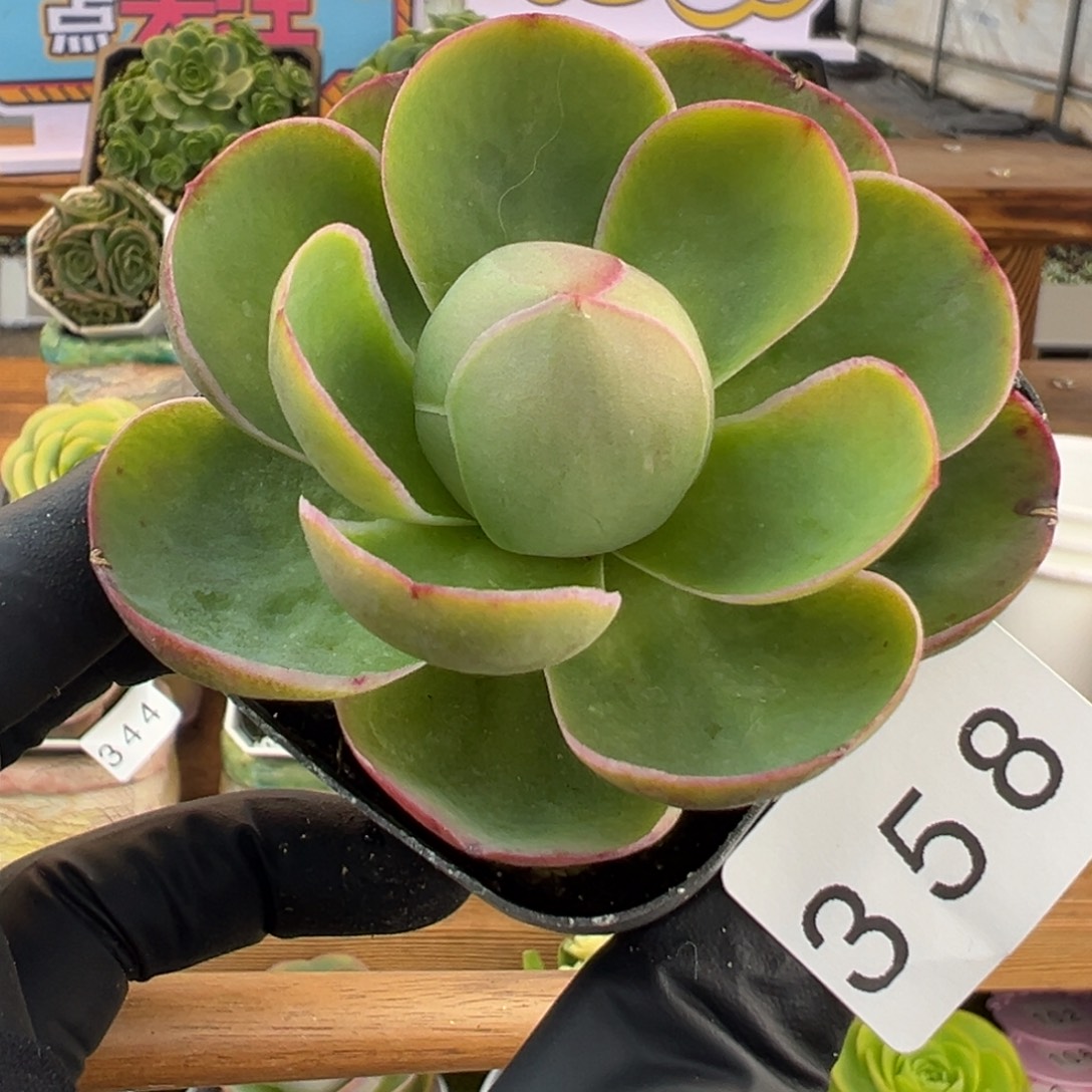 358禧桃优选6厘米