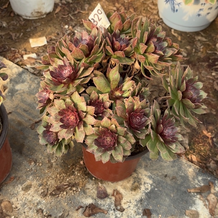 红丝绒多肉处理不包断头294