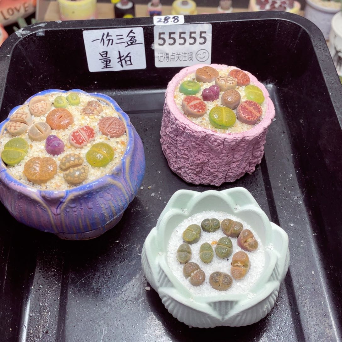 w55555一份三盆量拍