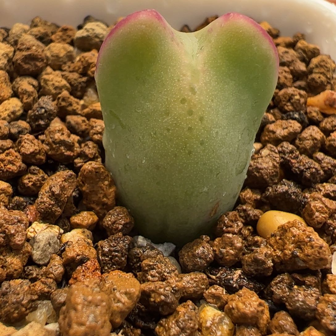 752多肉植物百科