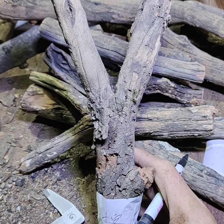 过***客火琉璃原杈不保沉水慎拍！