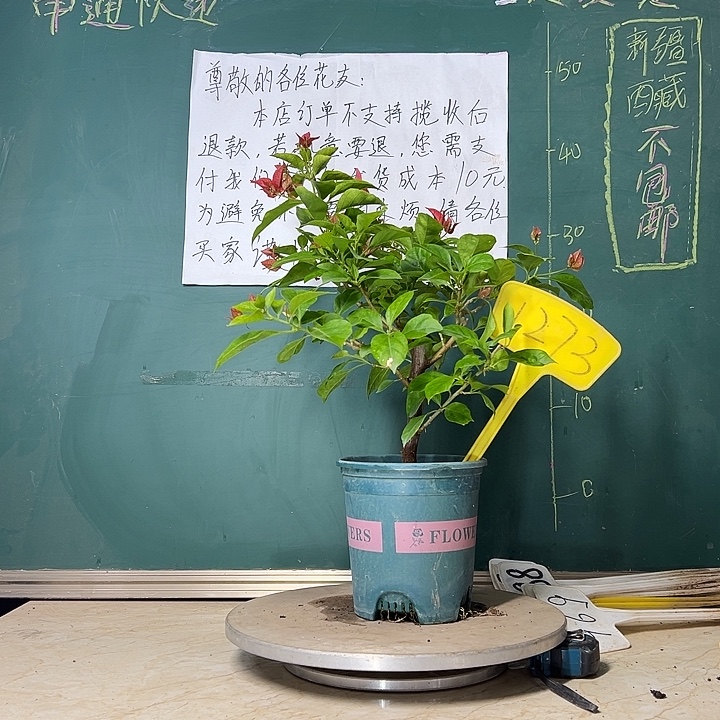 当前无花栽培后可以开花佩德罗 1273