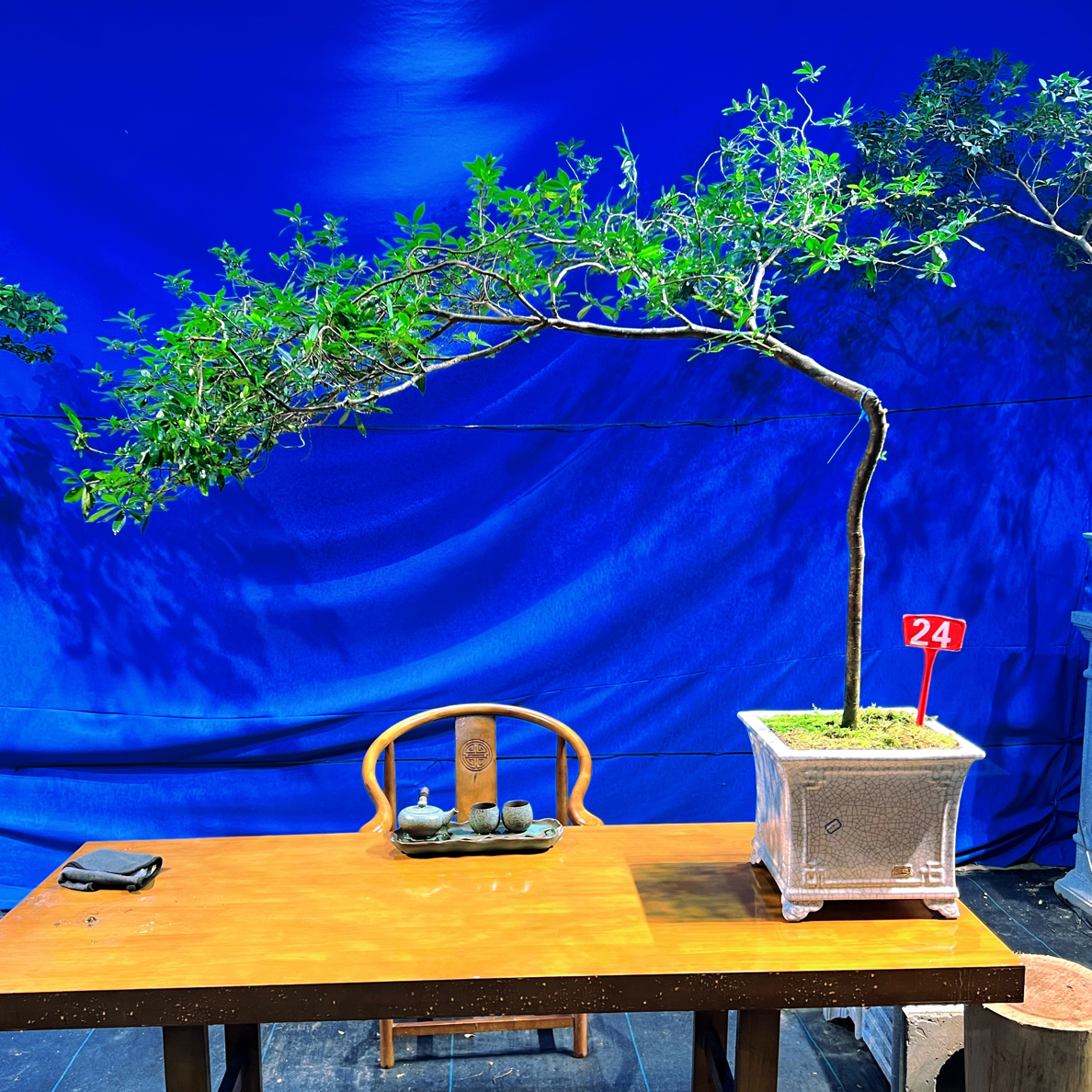 1.7米七字飘枝海岛栀子花羽毛枫春花盆栽植物绿植正宗盆景室内