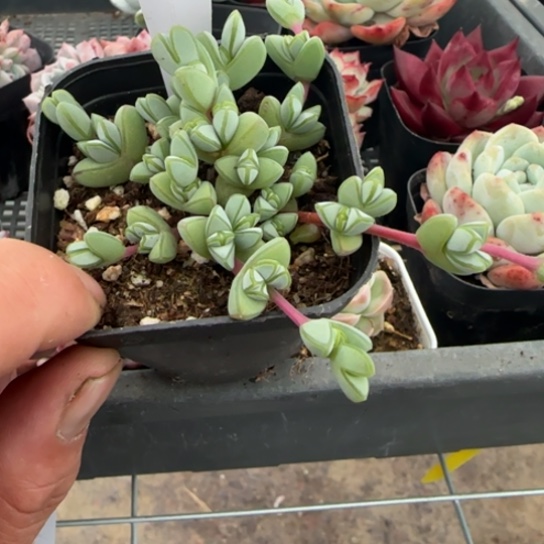 163碧玉莲一物一拍18包邮