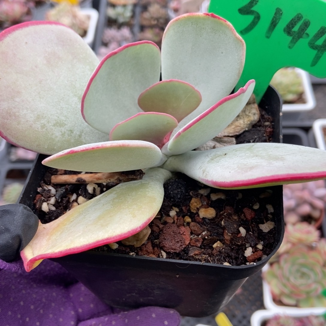 3144白眉多肉植物