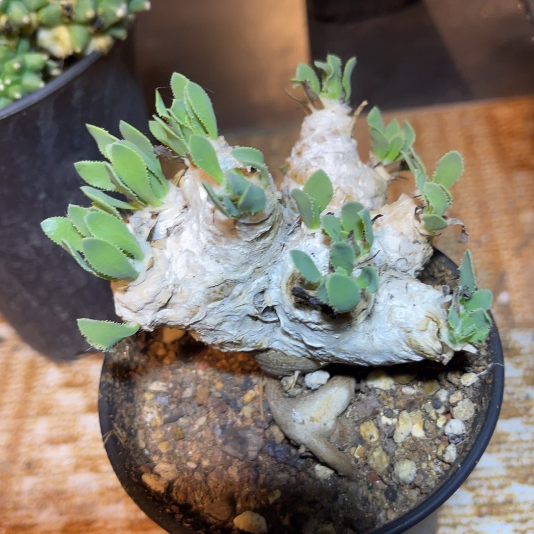 实生刨花厚敦菊一物一拍