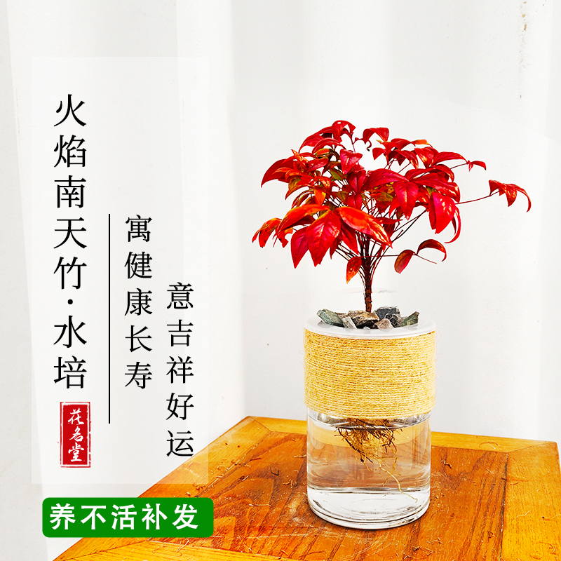水培火焰南天竹小盆栽