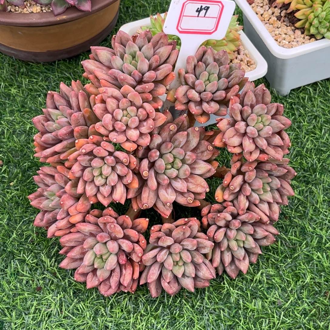 宸***胖红蜻蜓多肉植物49