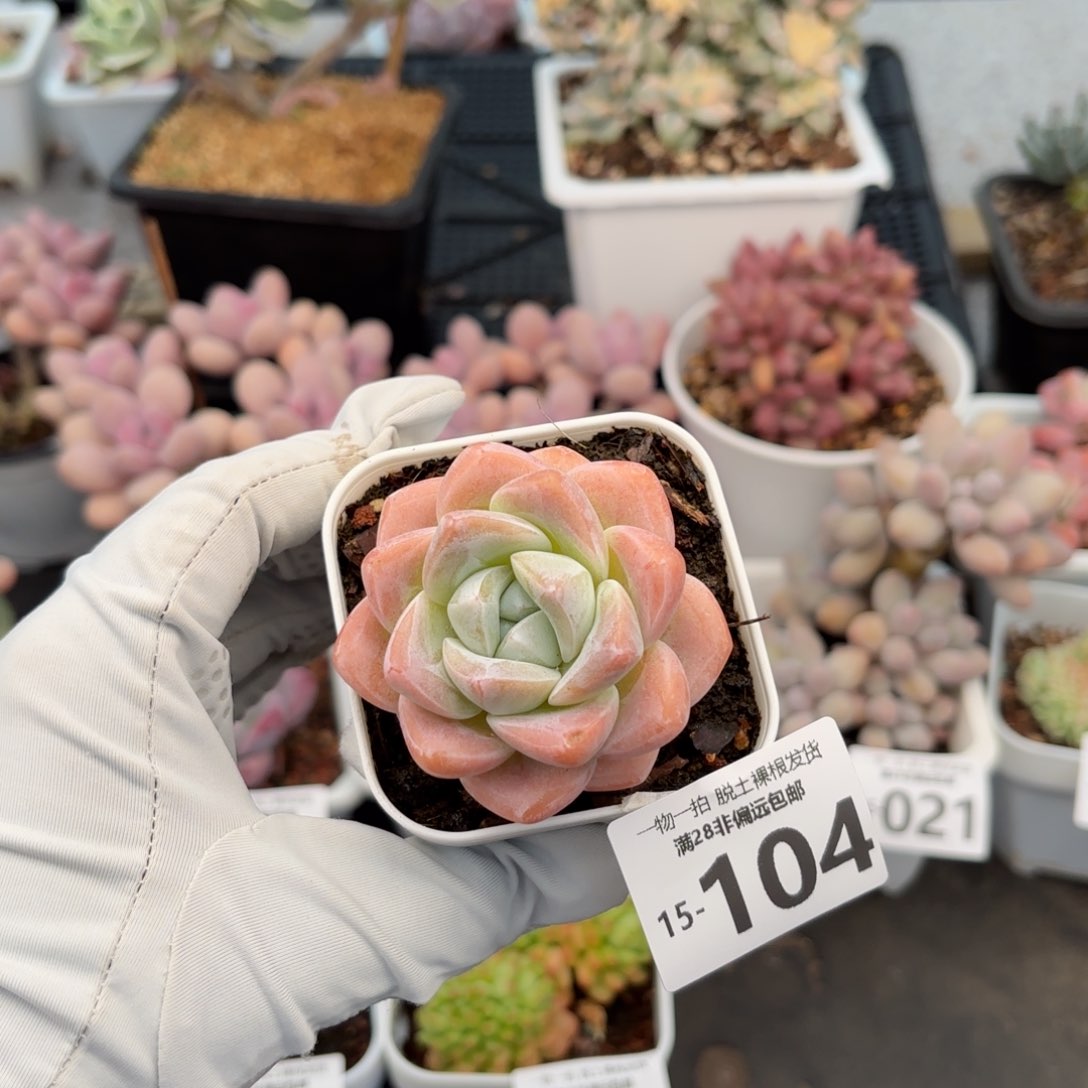 冰玉单头多肉多肉多肉