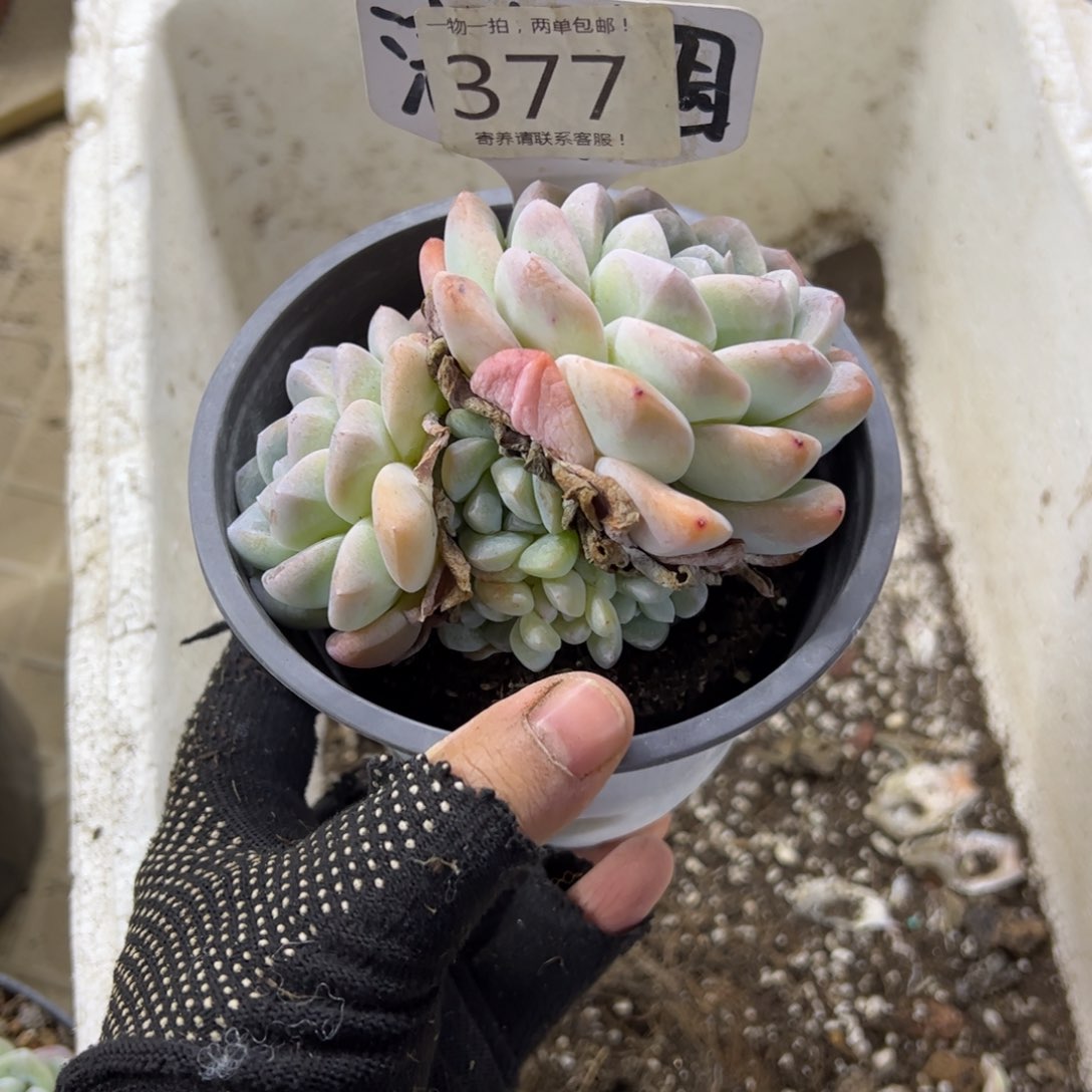 红陶花**軒377号多肉植物