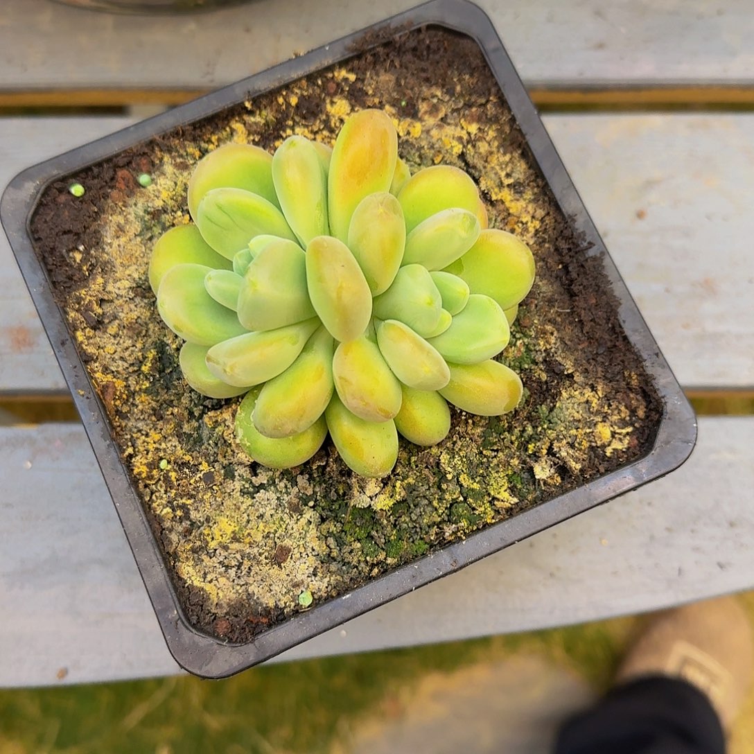 库克一颗双头竞拍