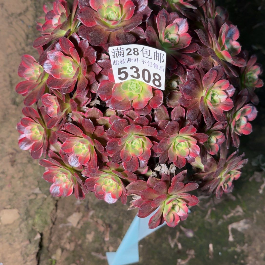 5308安娜多肉植物