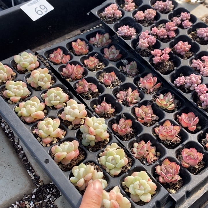 69 多肉植物盆栽植物