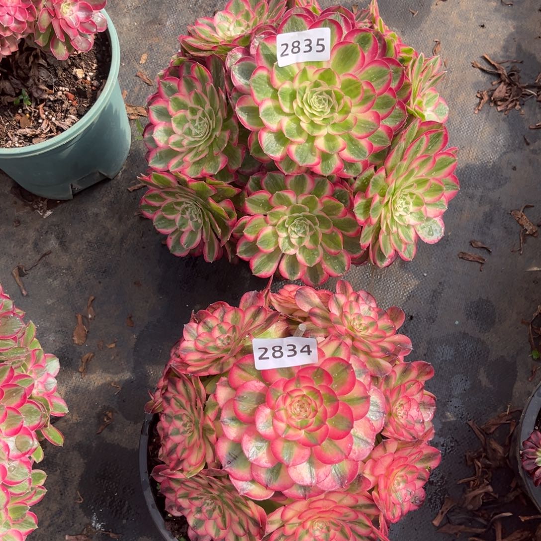 x***c孔雀翎加粉荔枝多肉发货