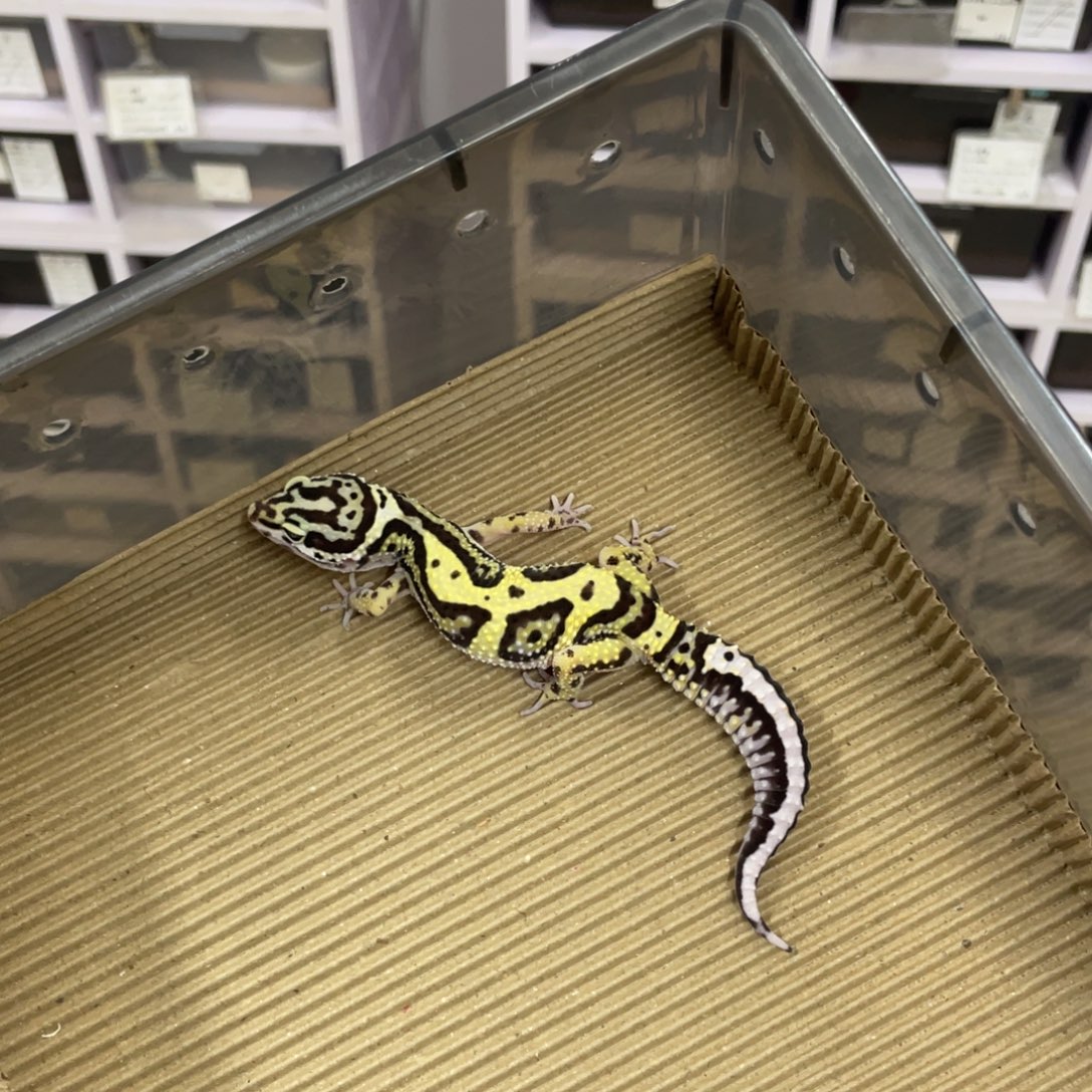 豹纹守宫土匪 妹妹