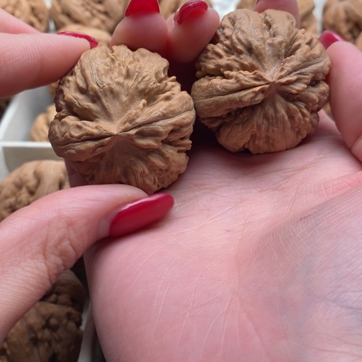 爱***仔霸王龙全品无修一道没动