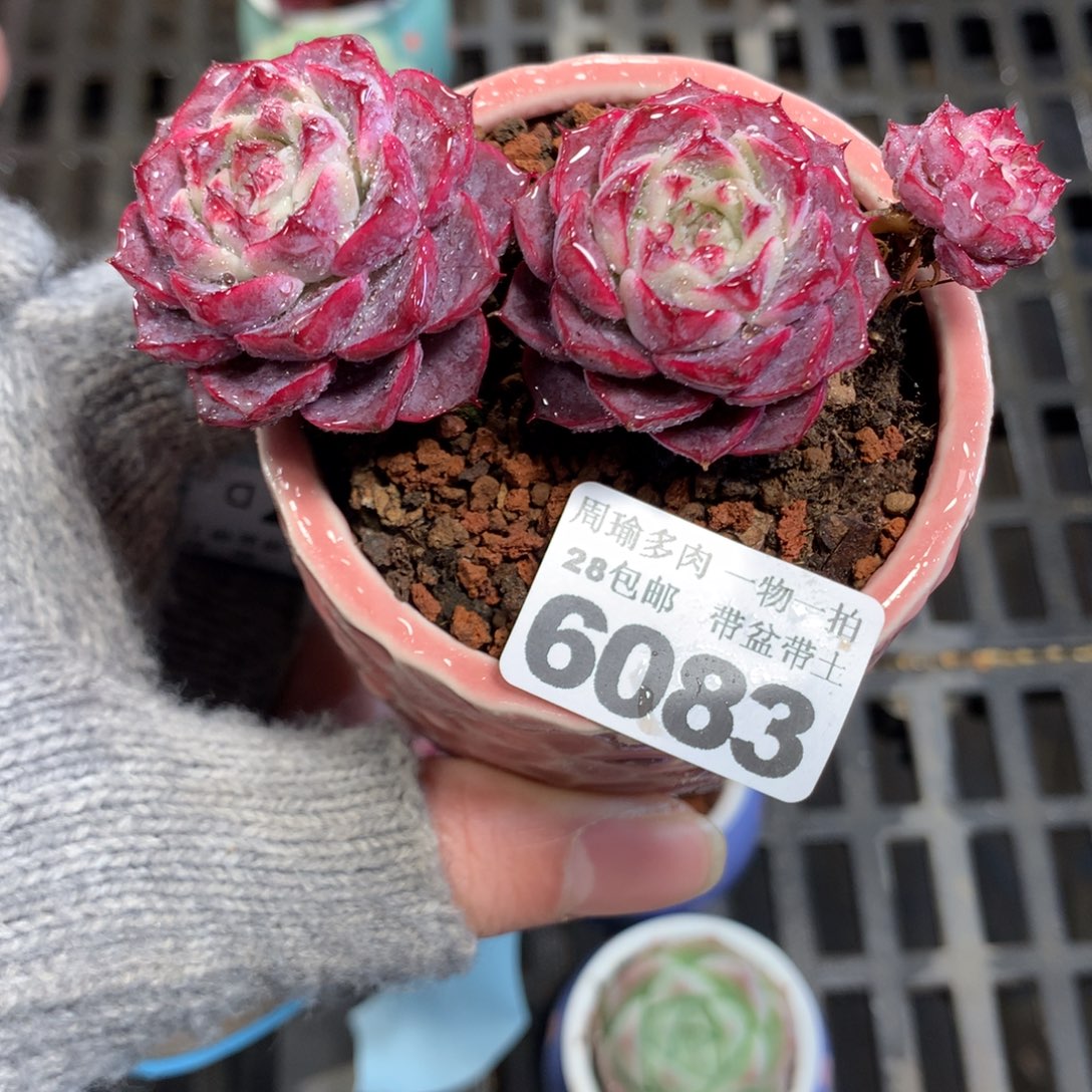 5厘米盆精控多肉6083