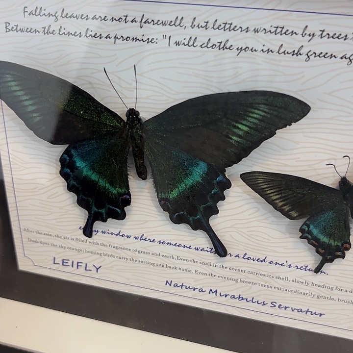 十寸新背景绿带春夏