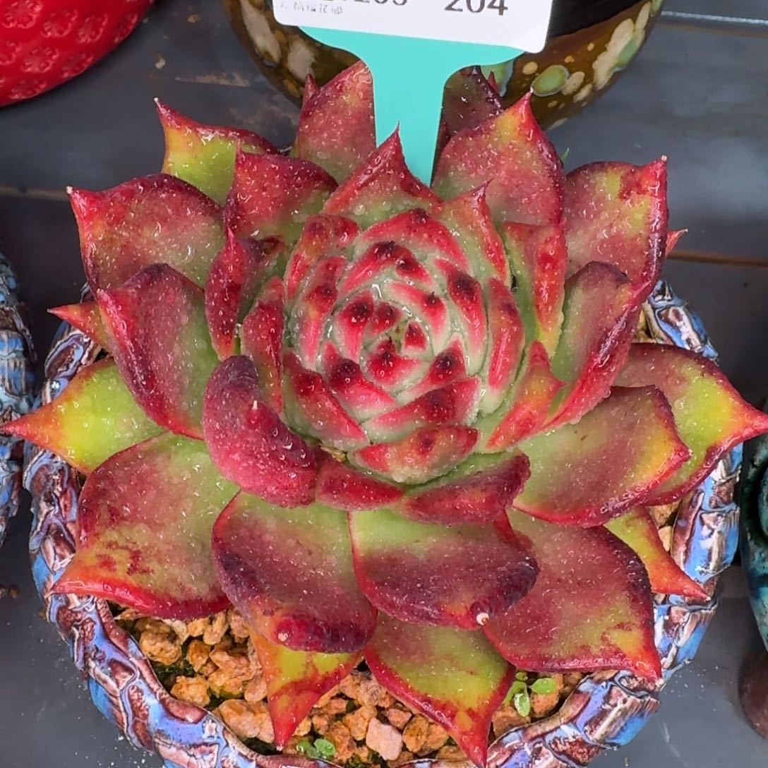 从前慢多肉精选编号1205.204