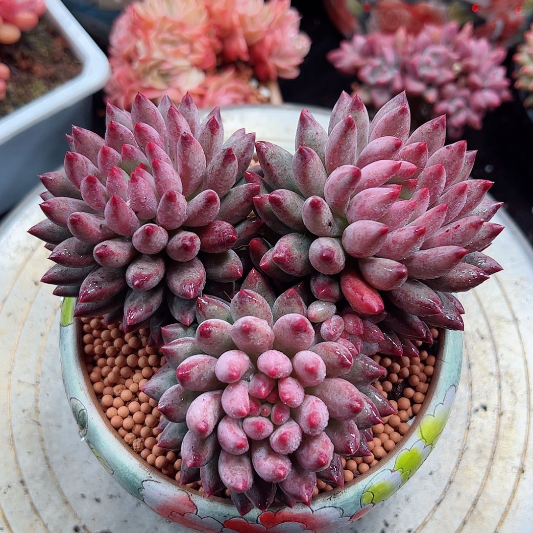 然然精品多肉鱼美人