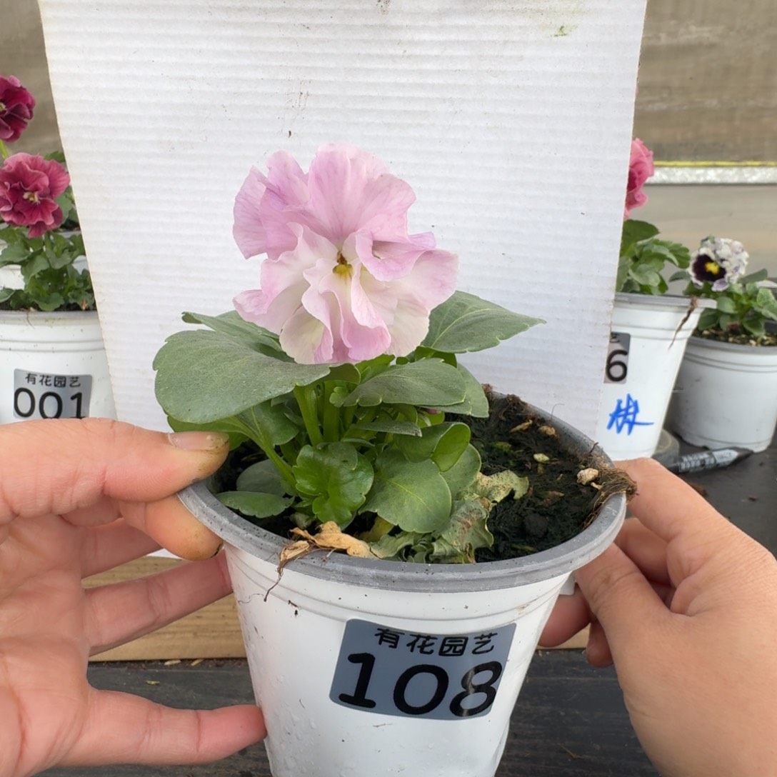 无花朵108号角堇