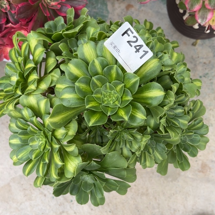 241翡翠琉璃多肉25厘米左右